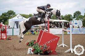 Coloured Show Jumping Stallion At Stud